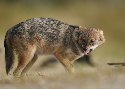 Sciacallo dorato