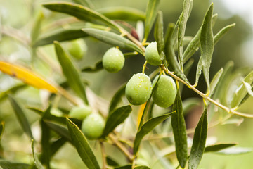 Green olives on a tree