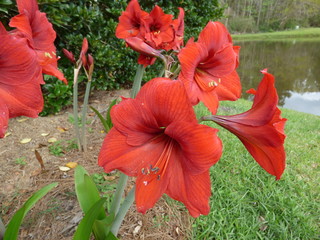 Red flowers © Gerald