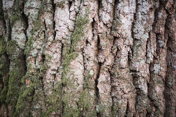 Texture of oak bark, close
