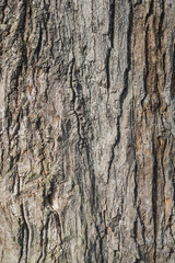 Texture of oak bark, close