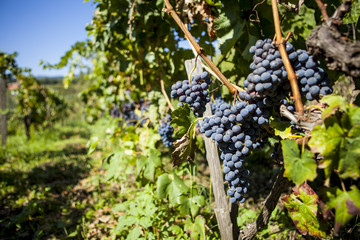 Bunches of blue grapes