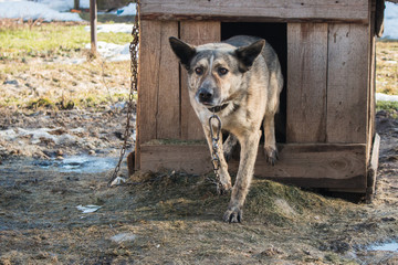 The guard dog on the chain leaves the kennel