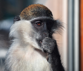 Monkey thinking portrait