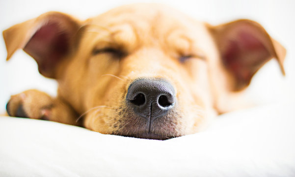 Close-up portrait of a sleeping labrabull dog on a bed