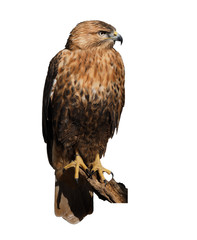 Hawk eagle sitting  isolated at white