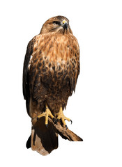 Hawk eagle sitting at sun  isolated at white