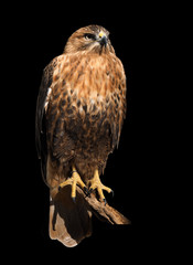Hawk eagle sitting at sun  isolated at black