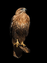 Hawk eagle isolated at black