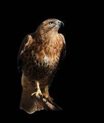 Hawk eagle sitting at the sun  isolated at black