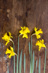 Daffodils, spring flowers on wooden background