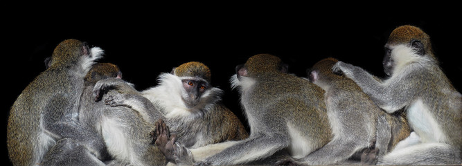 Group of monkeys sitting in a row close to each other and one sad isolated on black © Sergii Mironenko