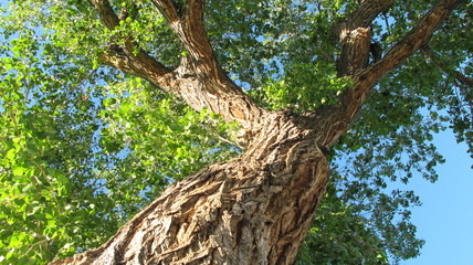 Fototapeta premium tree, big tree, green