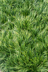 Beautiful green tree for background