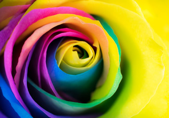 Colorful flower Rose - obrazy, fototapety, plakaty