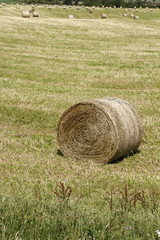 Round hay bales