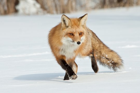 Fox walking in the snow, Montreal, Quebec, Canada