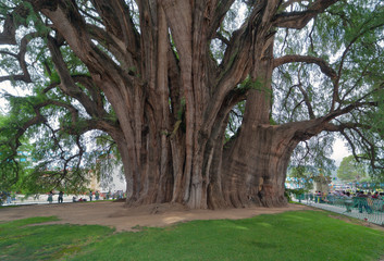 A giant tree - Tule, Mexico - 140715430