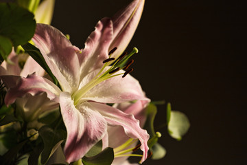 Pink lilies flowers in bouquet against dark background