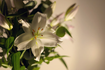 White lilies flowers in bouquet against dark background