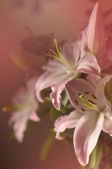 Fototapeta premium Pink lilies flowers in bouquet against dark background