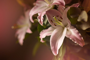 Fototapeta premium Pink lilies flowers in bouquet against dark background