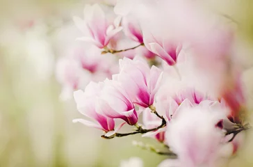 Foto auf Acrylglas Magnolie Blühender Magnolienbaum