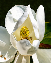 magnolia flower and bees close up