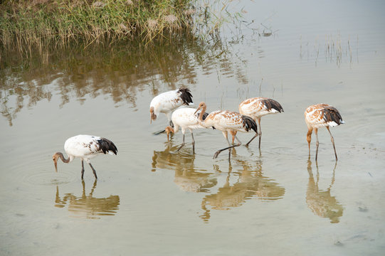 Red-crowned cranes wading in river, Baicheng, Jilin, China