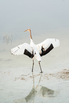 Red-crowned crane taking off, Baicheng, Jilin, China