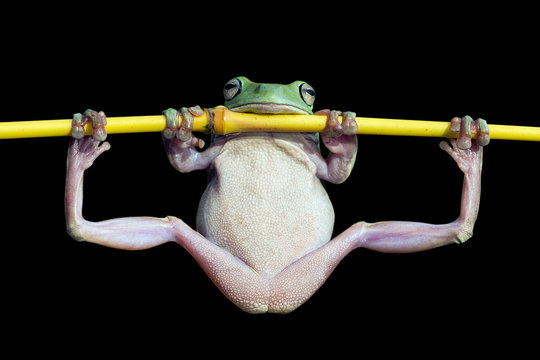 Close-up of a Dumpy tree frog (Ranoidea caerulea) doing gymnastics on a branch, Indonesia