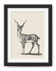 retro vector illustration: detailed vintage drawing of an African antelope - decorative poster or safari themed graphic design element