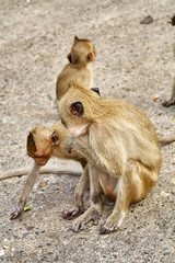 Monkey on the car is eating Thailand