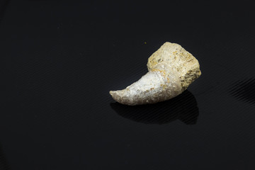 Beautiful sea shell on a black background