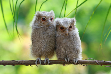 Two baby owls on a branch, Indonesia