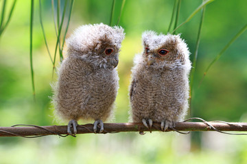 Two baby owls on a branch, Indonesia