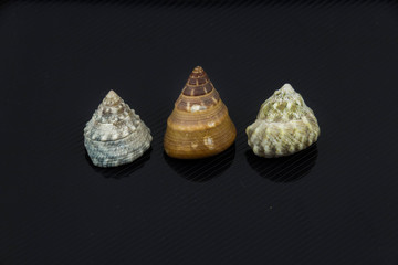 Beautiful sea shell on a black background