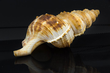 Beautiful sea shell on a black background