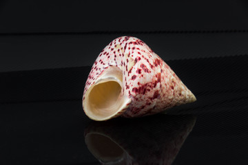 Beautiful sea shell on a black background