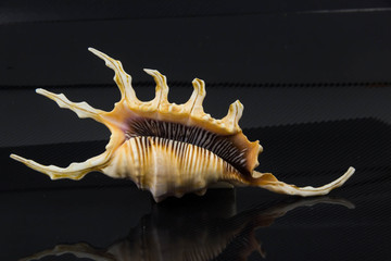 Beautiful sea shell on a black background