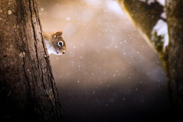Squirrel in winter hiding behing tree