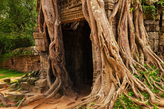 Ta Som temple. Strangler fig covering the third East Gate. Angkor, Cambodia