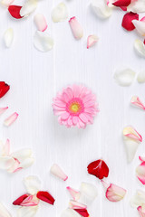 Petals of roses on white painted rustic background. Fresh natural Gerbera flower. Romantic design. Dirty grunge wooden board.
