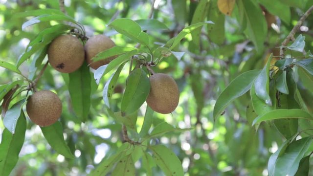 Sapodilla fruits in an organic garden.They Also Known As Zapota