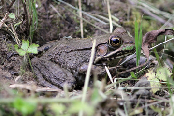 Frog