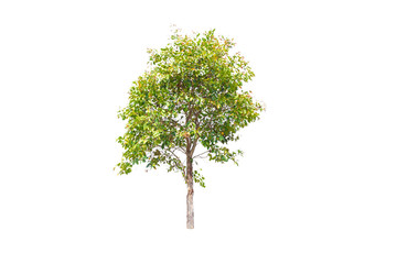 tree on white background