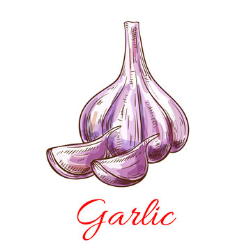 Garlic vegetable vector isolated sketch icon