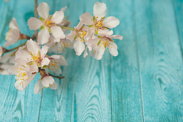 Spring flowering branch on wooden background. peach blossoms