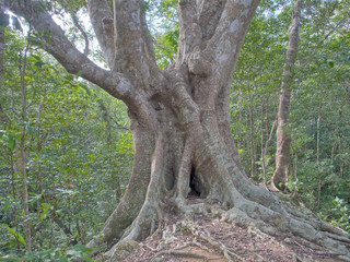 Fototapeta na wymiar 日本最大のオキナワウラジロガシの幹