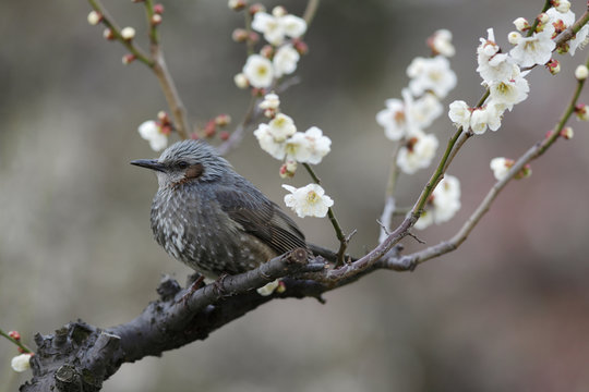Brown-eared bulbul
